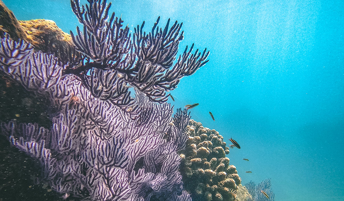 Cabo Pulmo Coral Reef
