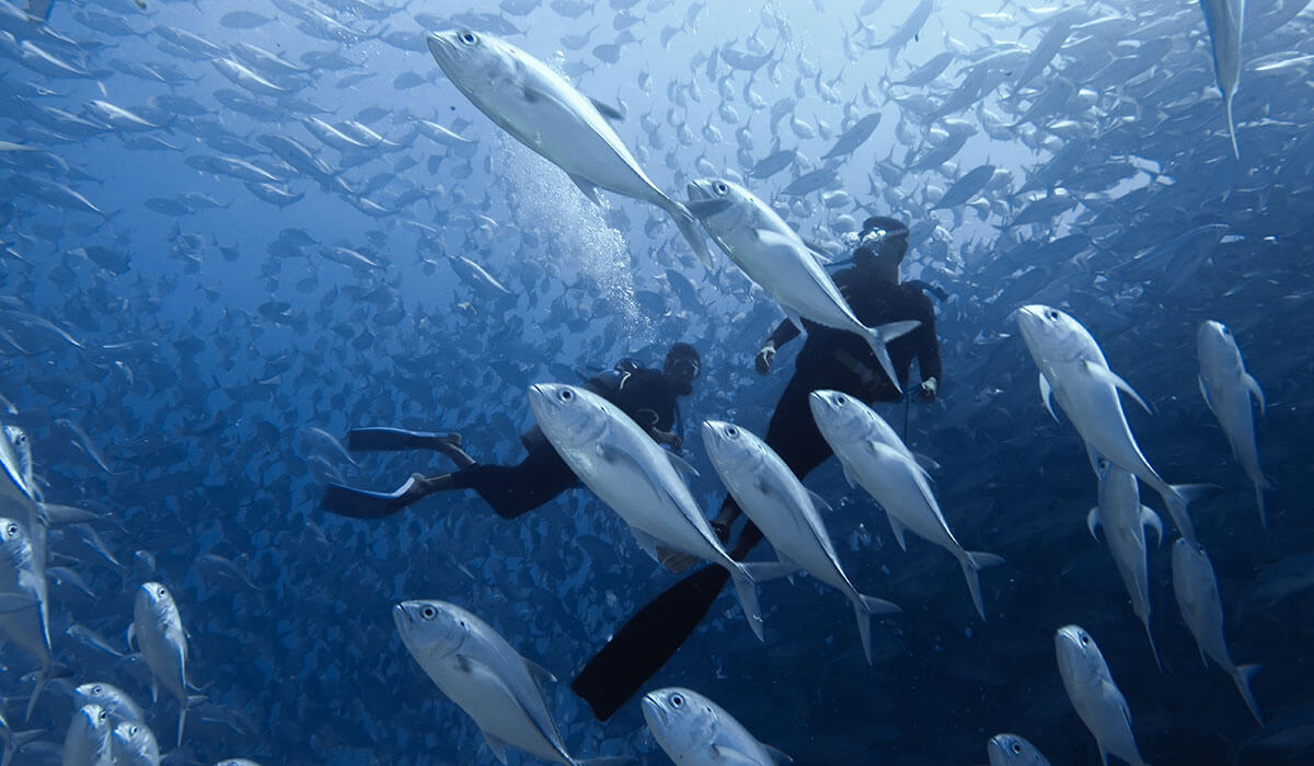 Cabo Pulmo Coral Reef