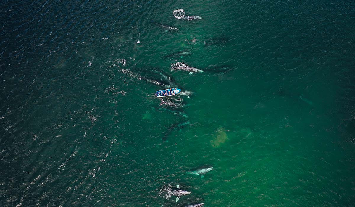 Grey Whale Expedition