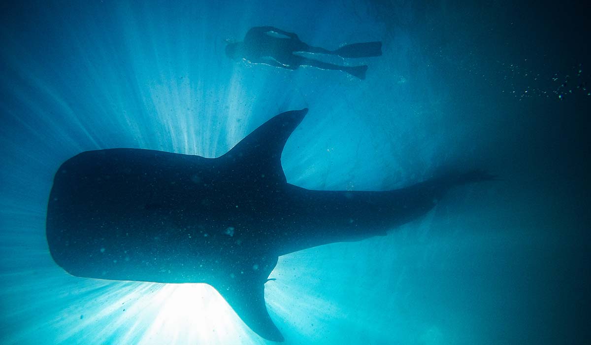 Whale Shark Tour in Cabo San Lucas