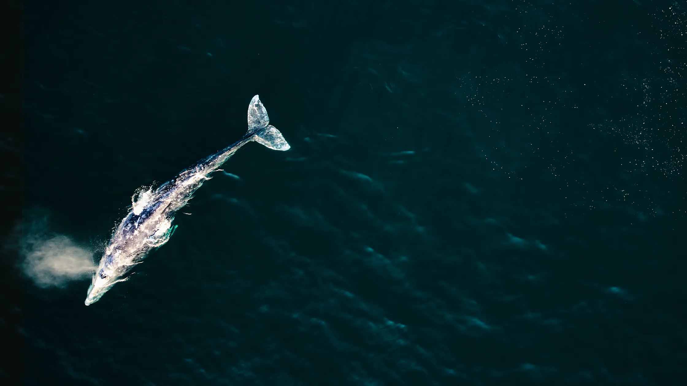 Cabo whale watching Conde Nast Traveler