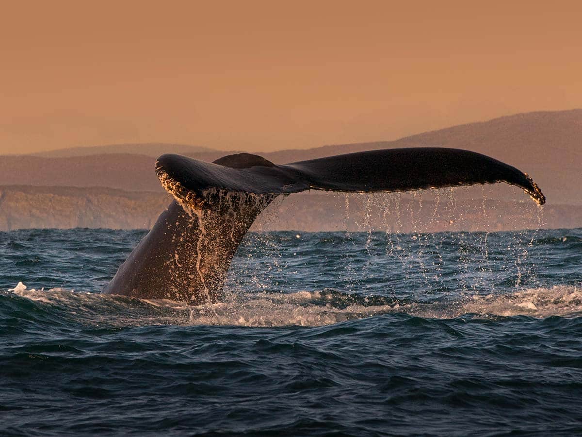 whale watching excursions Cabo San Lucas