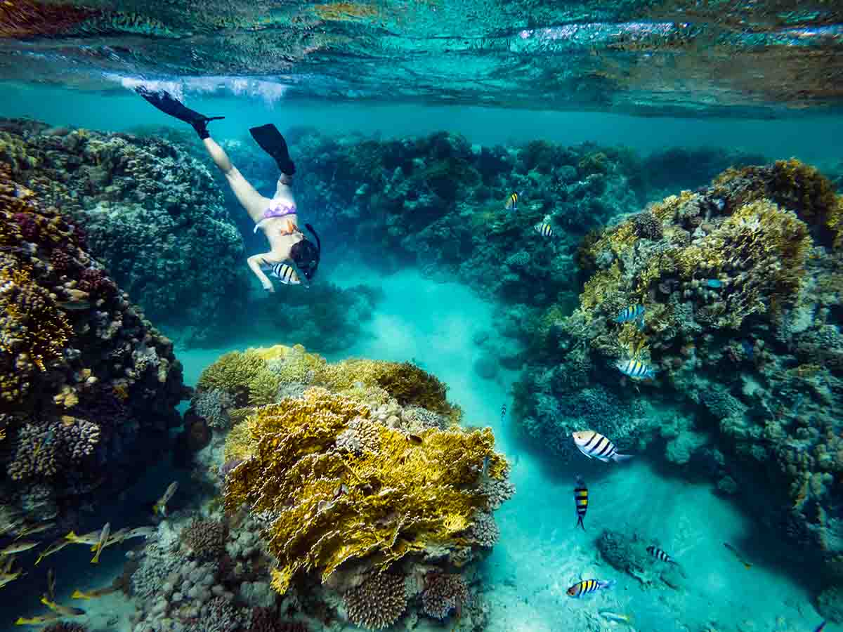 freediving coral reefs in Cabo San Lucas