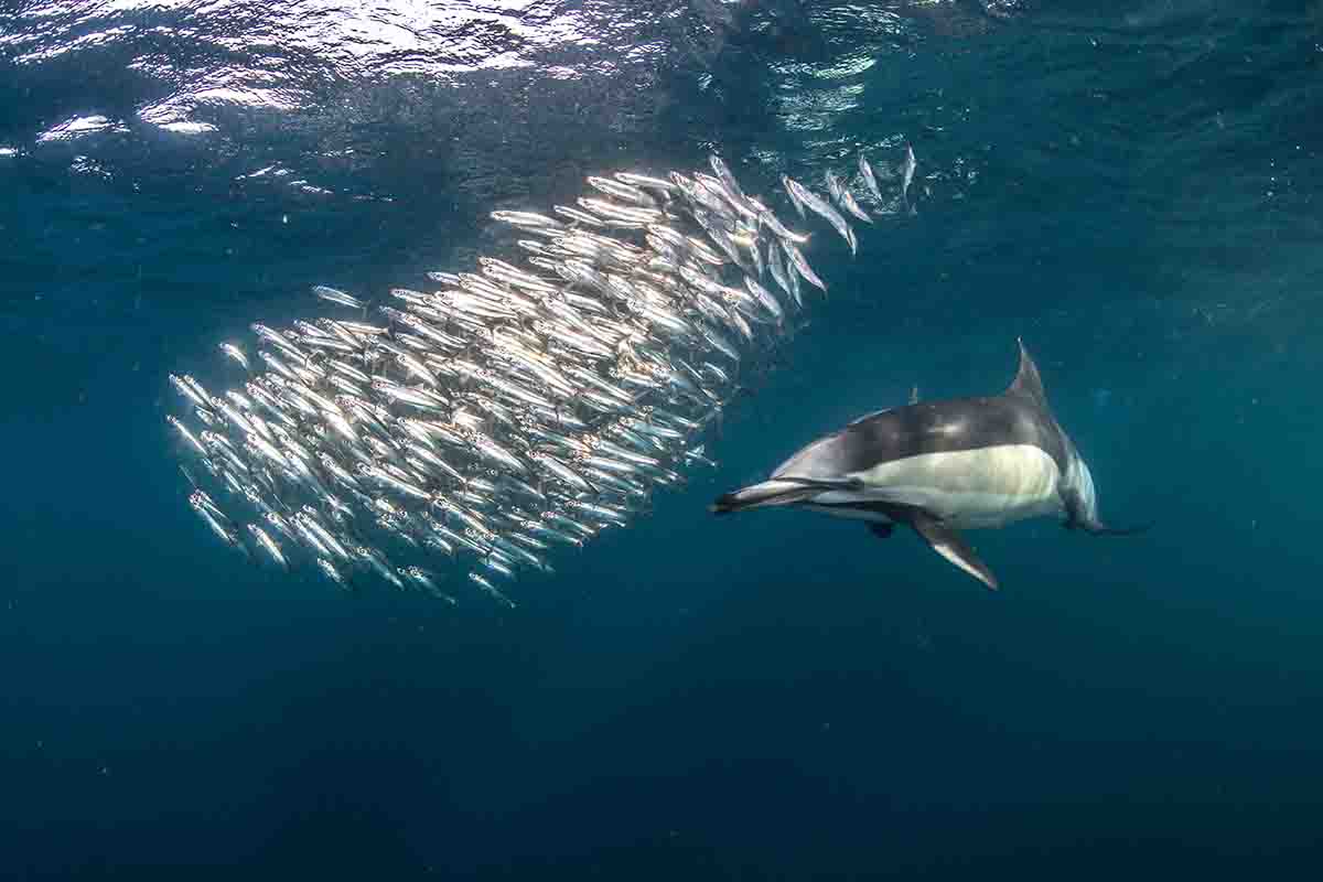 dolphin gracefully swimming beside a school of sardines